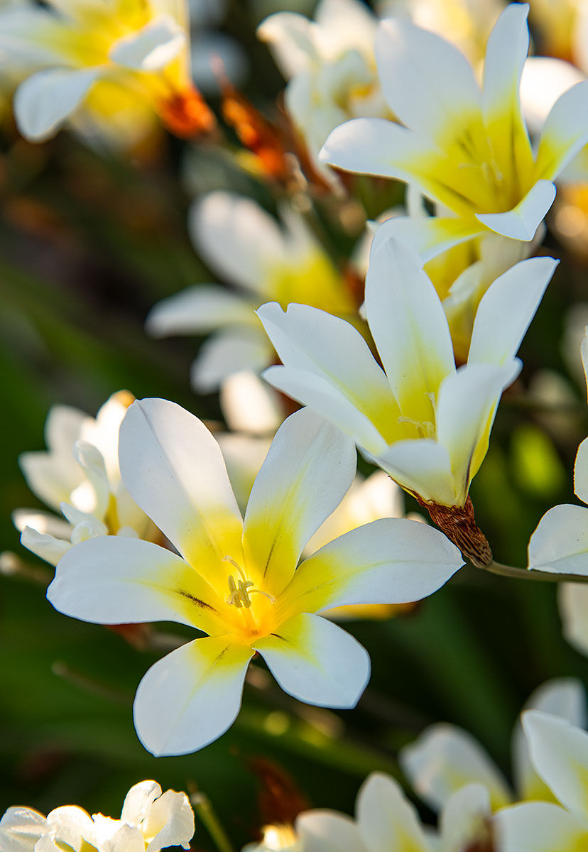 yellow and white flowers, Tracks by the Post 2026 no.9 springtime blooms, www.egrettracks.com, www.fbphoto.com