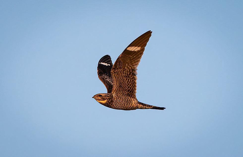 common nighthawk in flight, Tracks by the Post 2026 no.23 the story in each photo, Hart Mountain National Antelope Refuge, www.egrettracks.com, www.fbphoto.com
