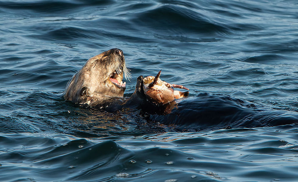 Sea Otter eating a crab, Tracks by the Post 2026 no.11 Sea Otter, www.egrettracks.com, www.fbphoto.com, Leslie and Frank Bevans