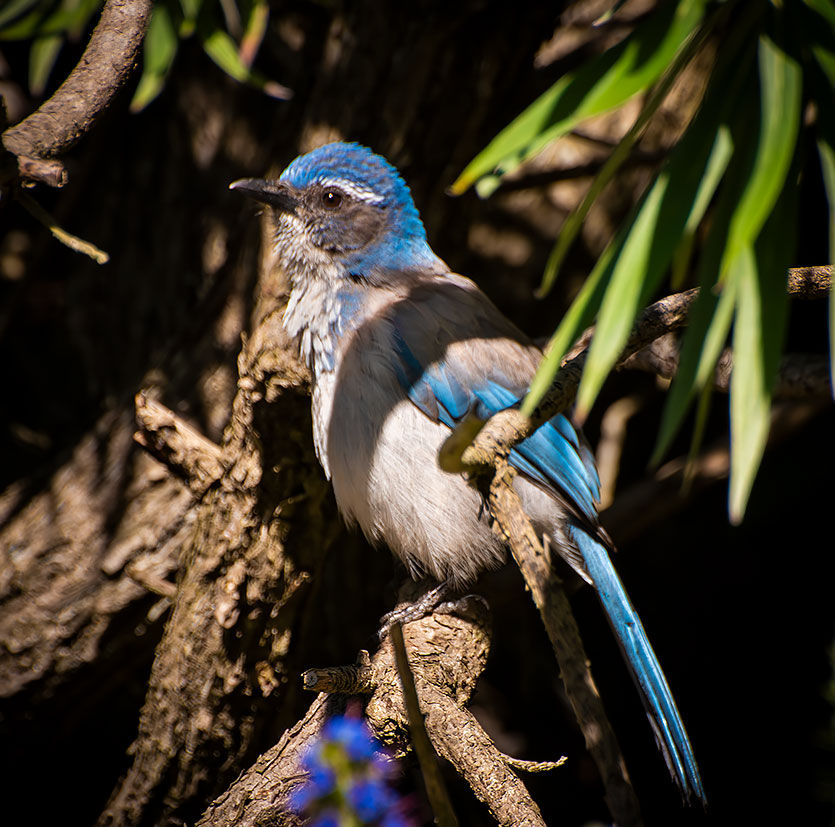 blue jay, Tracks by the Post 2026 no.9 springtime blooms, www.egrettracks.com, www.fbphoto.com
