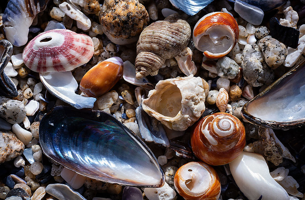 seashells on the sand, Tracks by the Post 2026 no.8 beach combing, www.egrettracks.com, www.fbphoto.com