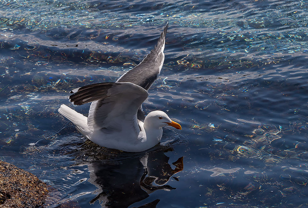 Western Seagull adjusting wings in water, Tracks by the Post 2026 no.14 Shorebirds, www.egrettracks.com, www.fbphoto.com, leslie and frank bevans