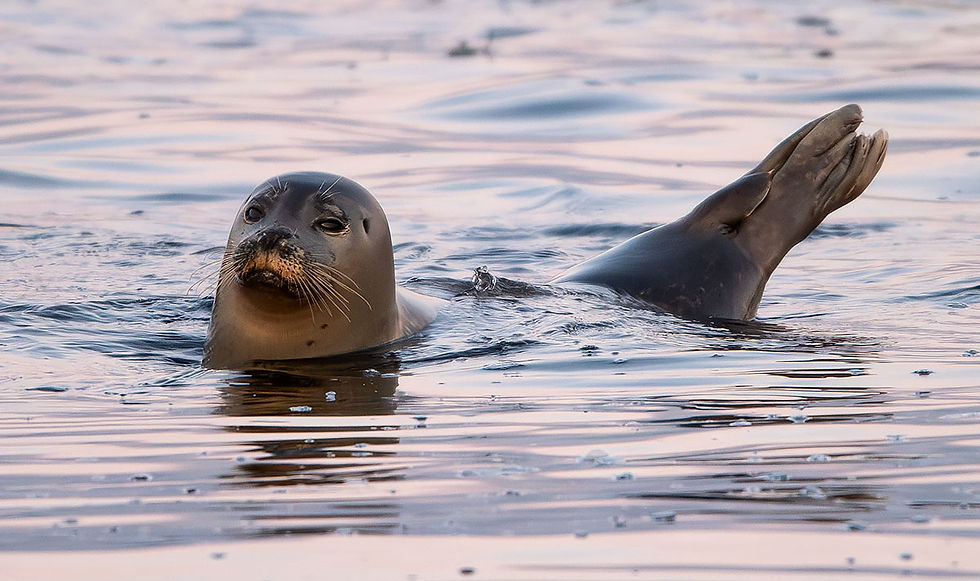 harbor seal head and flippers out of water, blog about harbor seals, blog about baby opossum, Tracks by the Post 2026 no.13 Harbor Seals, www.egrettracks.com, www.fbphoto.com, no AI