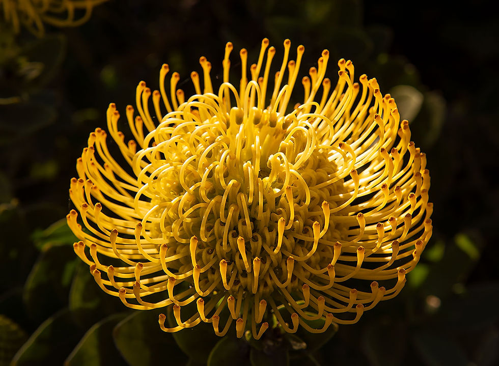 yellow pincushion flower, Tracks by the Post 2026 no.9 springtime blooms, www.egrettracks.com, www.fbphoto.com