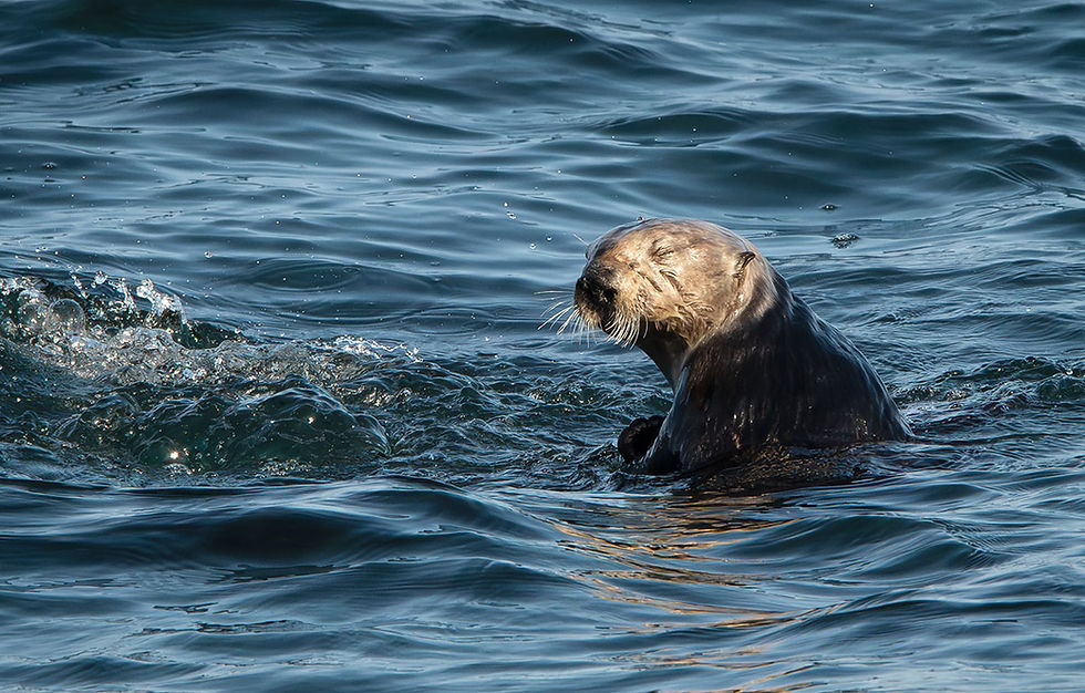 Sea Otter swimming, Tracks by the Post 2026 no.11 Sea Otter, www.egrettracks.com, www.fbphoto.com, Leslie and Frank Bevans