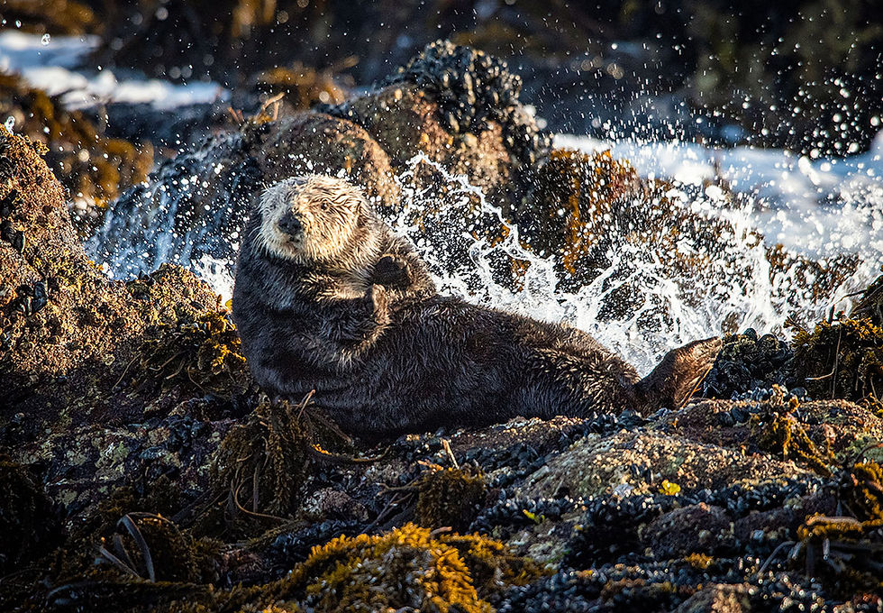 Sea Otter on a rock, Sea Otter on land, Tracks by the Post 2026 no.11 Sea Otter, www.egrettracks.com, www.fbphoto.com, Leslie and Frank Bevans