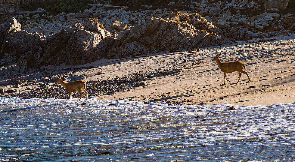 deer at the beach, Tracks by the Post 2026 no.8 beach combing, www.egrettracks.com, www.fbphoto.com