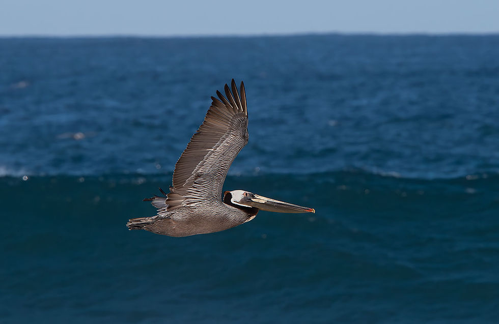 brown pelican in flight, Tracks by the Post 2026 no. 12 Brown Pelicans, www.egrettracks.com, www.fbphoto.com