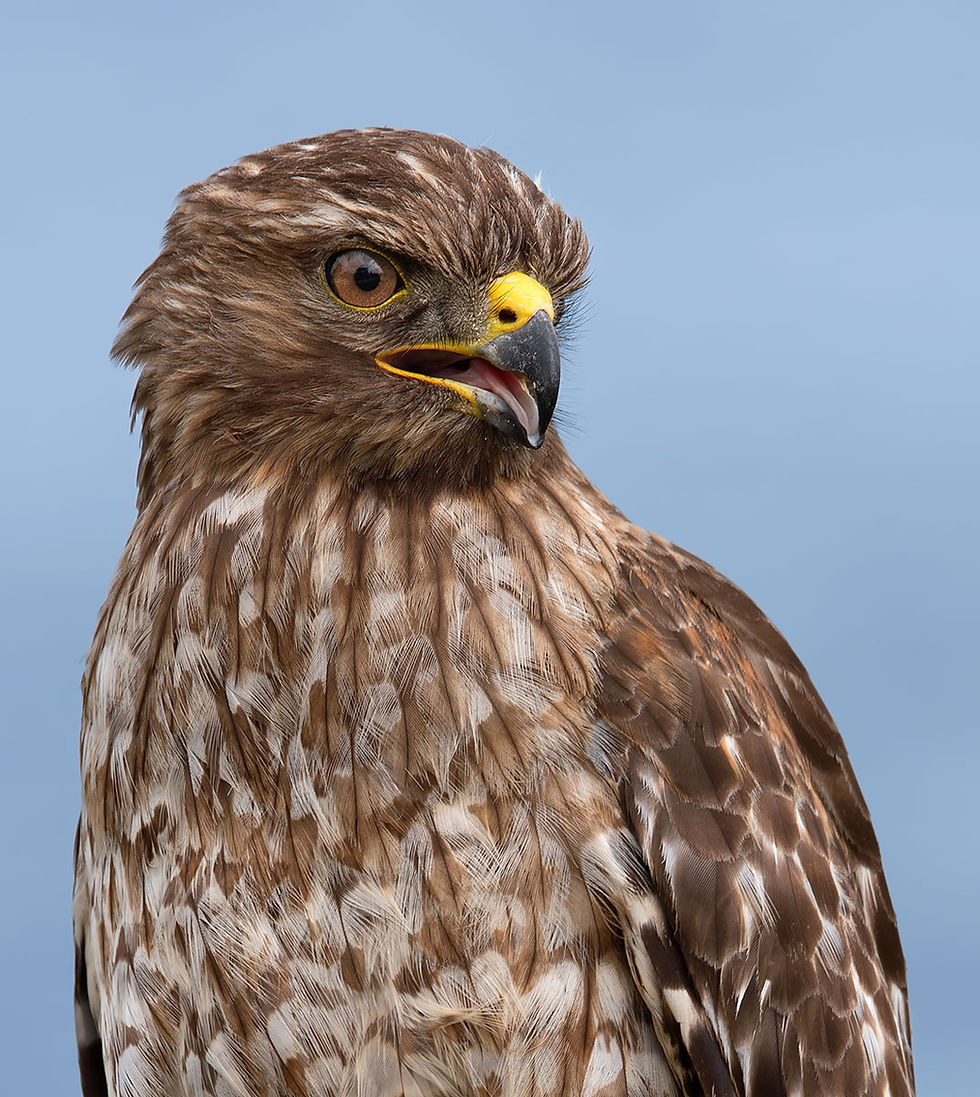 close up of face of red shouldered hawk, Tracks by the Post 2026 no.14 Shorebirds, www.egrettracks.com, www.fbphoto.com, leslie and frank bevans