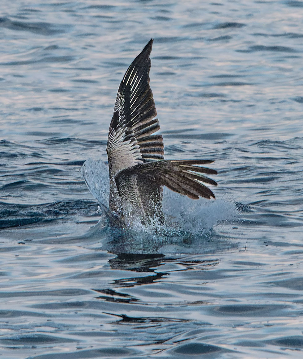 brown pelican wing after dive, Tracks by the Post 2026 no. 12 Brown Pelicans, www.egrettracks.com, www.fbphoto.com