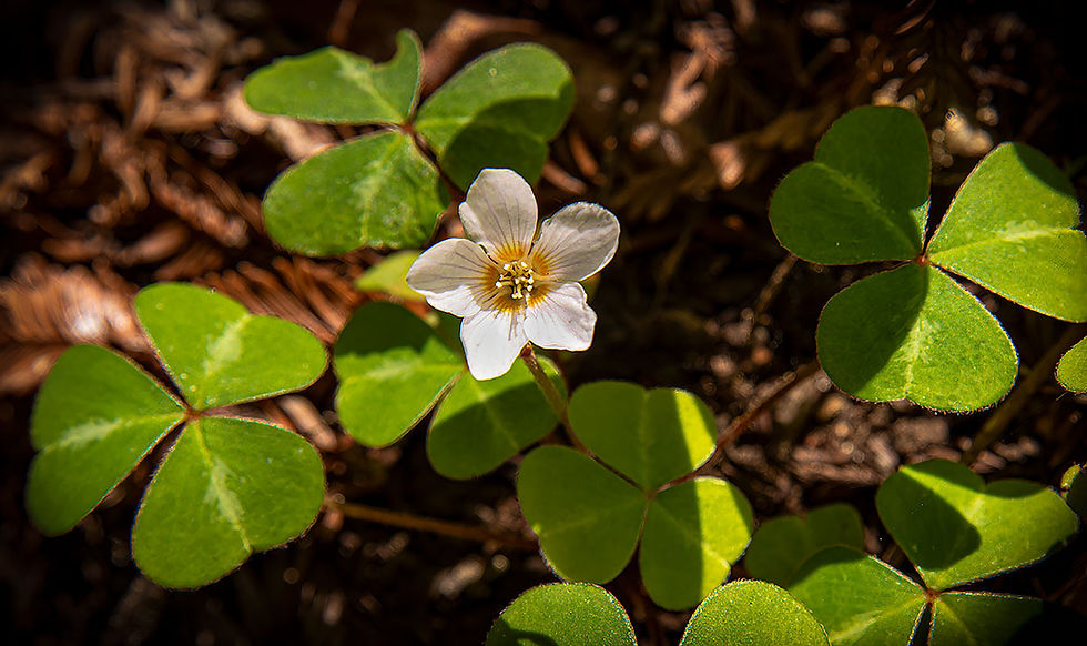 redwood sorrel, Tracks by the Post 2026 no.16 coastal forest, www.egrettracks.com, www.fbphoto.com, leslie bevans, frank bevans