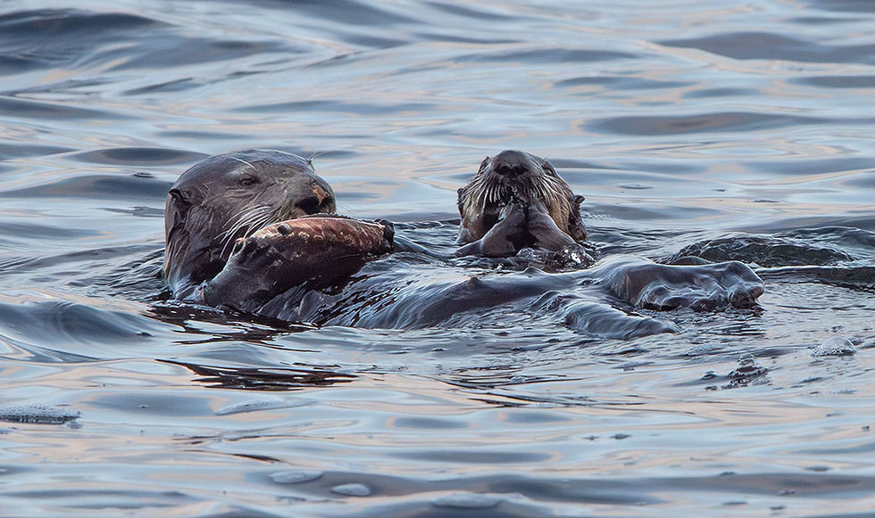 Sea Otter Mother eating with Pup, Tracks by the Post 2026 no.11 Sea Otter, www.egrettracks.com, www.fbphoto.com, Leslie and Frank Bevans
