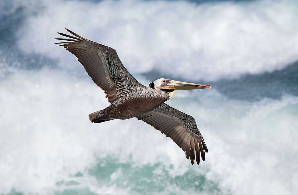 12: Brown Pelicans