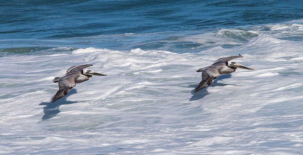 2 brown pelicans flying just above the sea foam, Tracks by the Post 2026 no. 12 Brown Pelicans, www.egrettracks.com, www.fbphoto.com