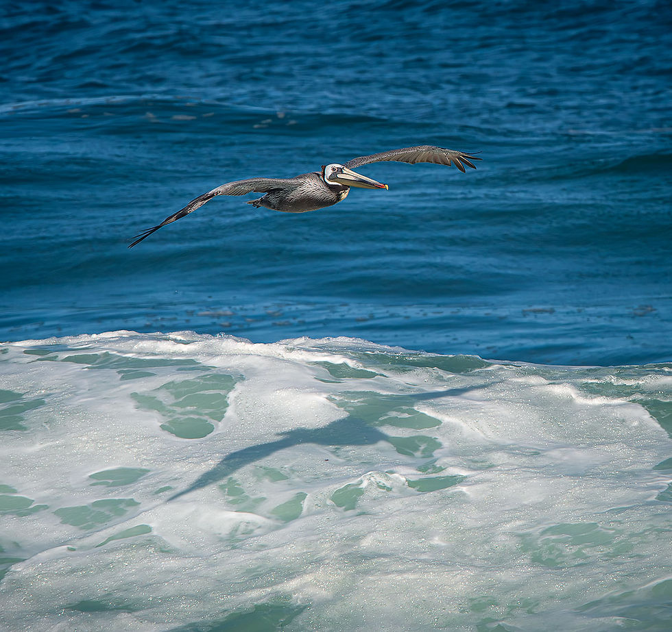 pelican wishing he had a couch, Tracks by the Post 2026 no. 12 Brown Pelicans, www.egrettracks.com, www.fbphoto.com
