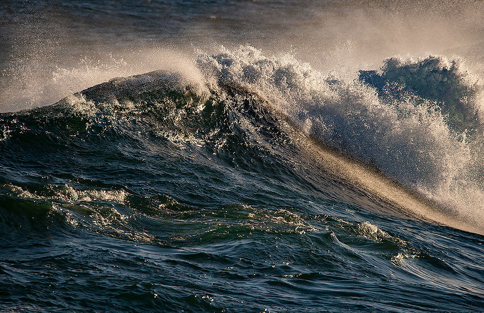 crashing waves pacific grove ca, Tracks by the Post 2026 no. 12 Brown Pelicans, www.egrettracks.com, www.fbphoto.com