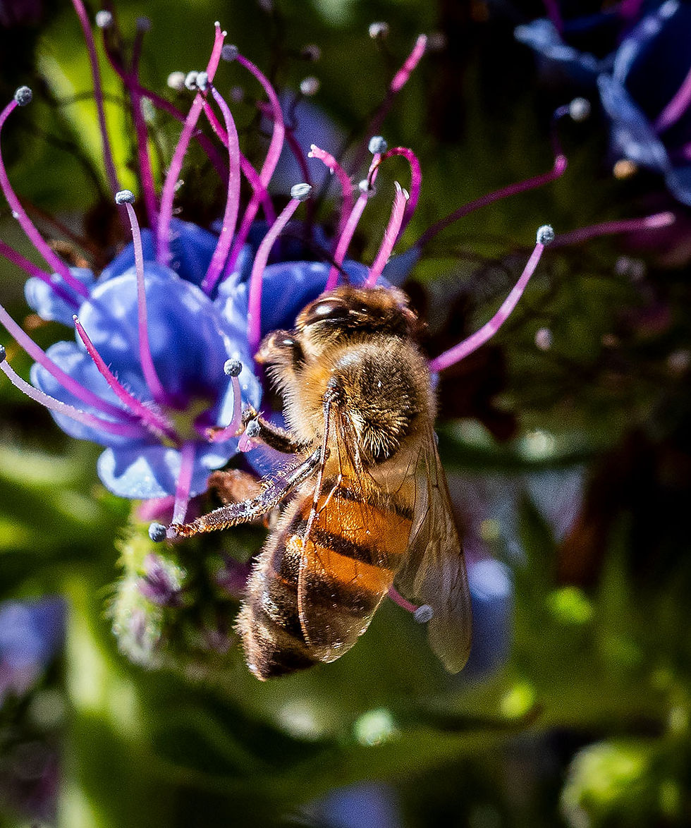 bee on blue bloom, Tracks by the Post 2026 no.9 springtime blooms, www.egrettracks.com, www.fbphoto.com
