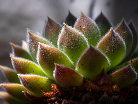 18: succulents