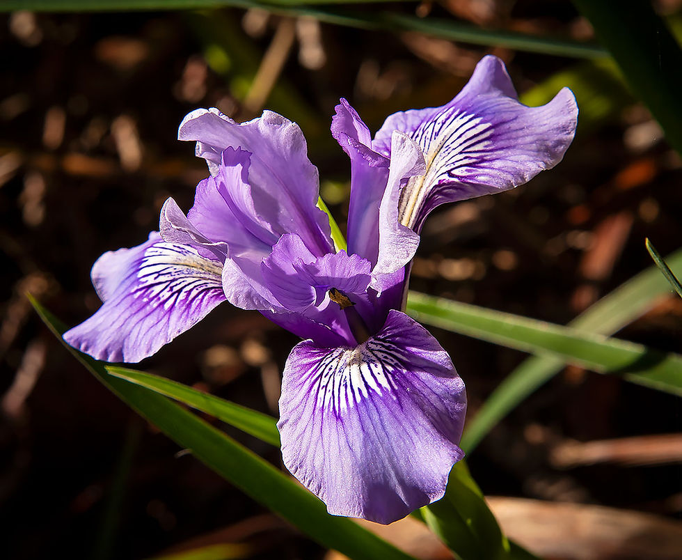 purple iris, Tracks by the Post 2026 no.9 springtime blooms, www.egrettracks.com, www.fbphoto.com