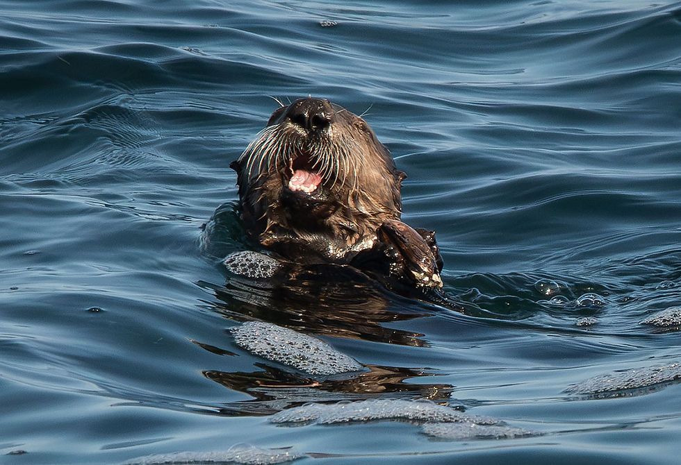 Sea Otter Pup, Tracks by the Post 2026 no.11 Sea Otter, www.egrettracks.com, www.fbphoto.com, Leslie and Frank Bevans