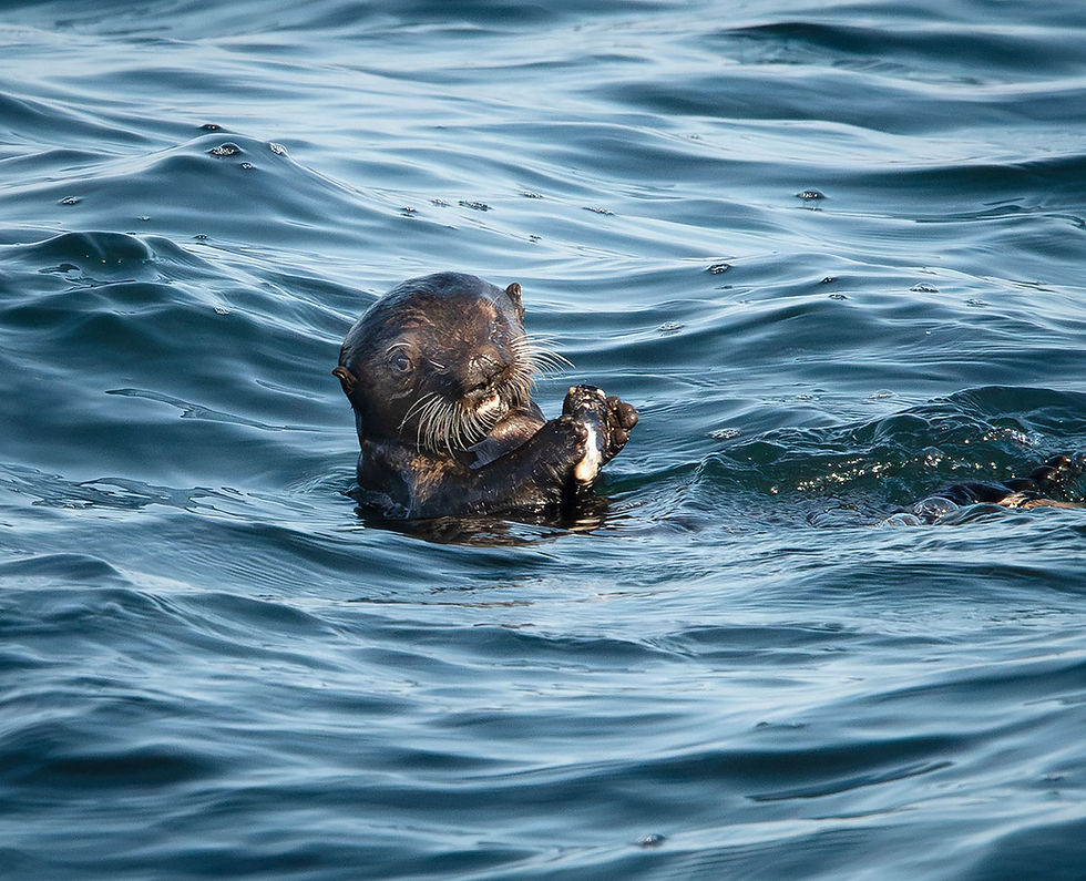 Sea Otter Pup eating a mussel, Tracks by the Post 2026 no.11 Sea Otter, www.egrettracks.com, www.fbphoto.com, Leslie and Frank Bevans