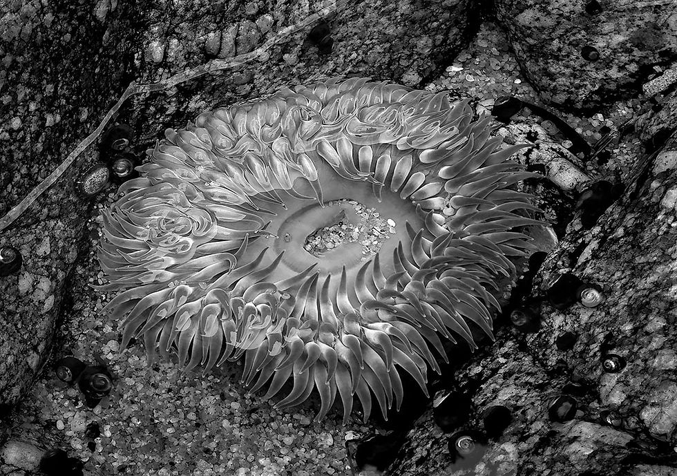 anemone, black and white photography by Frank Bevans, Tracks by the Post 2026 no. 10 black and white, www.egrettracks.com, www.fbphoto.com