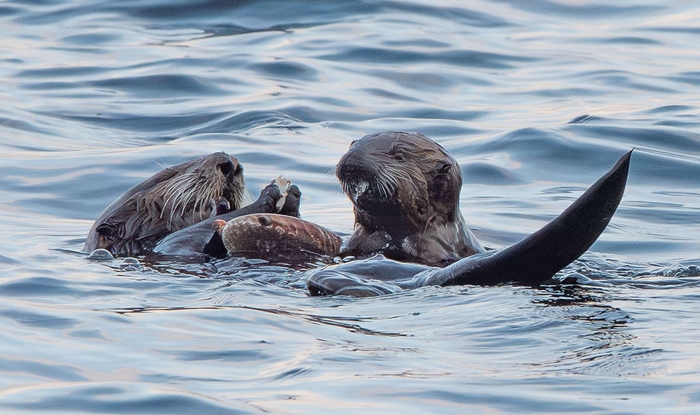 Sea Otter Mom feeding pup, Tracks by the Post 2026 no.11 Sea Otter, www.egrettracks.com, www.fbphoto.com, Leslie and Frank Bevans