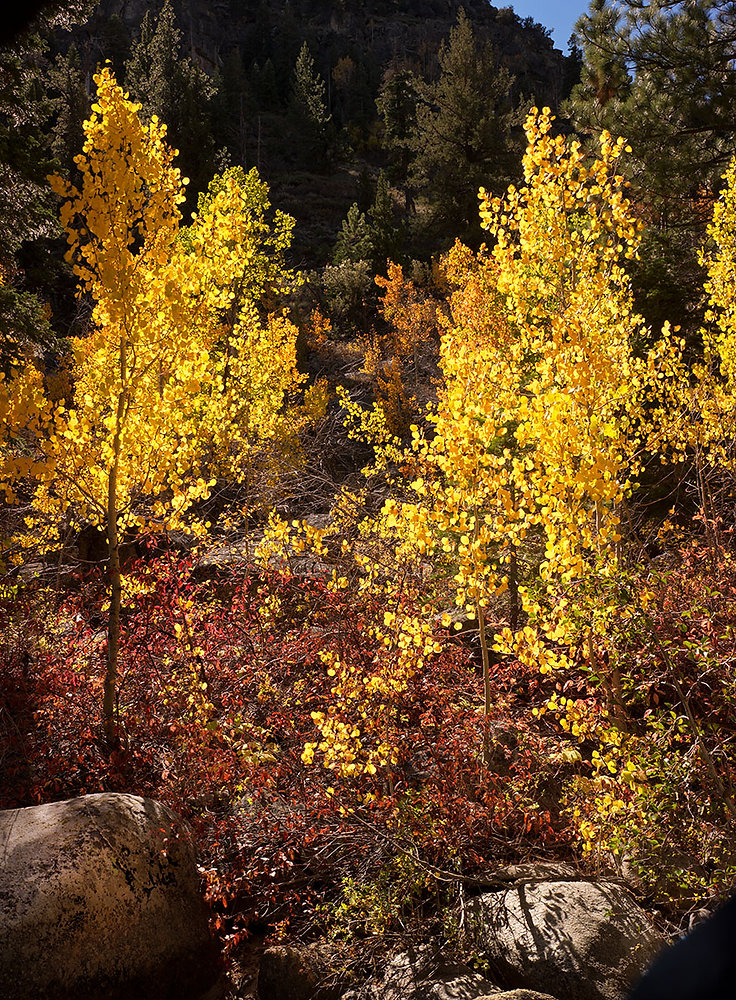 Single Color Fall 31: Fall Colors