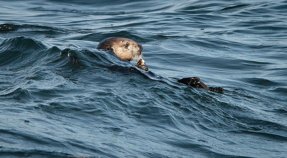 Sea Otter in waves, Tracks by the Post 2026 no.11 Sea Otter, www.egrettracks.com, www.fbphoto.com, Leslie and Frank Bevans
