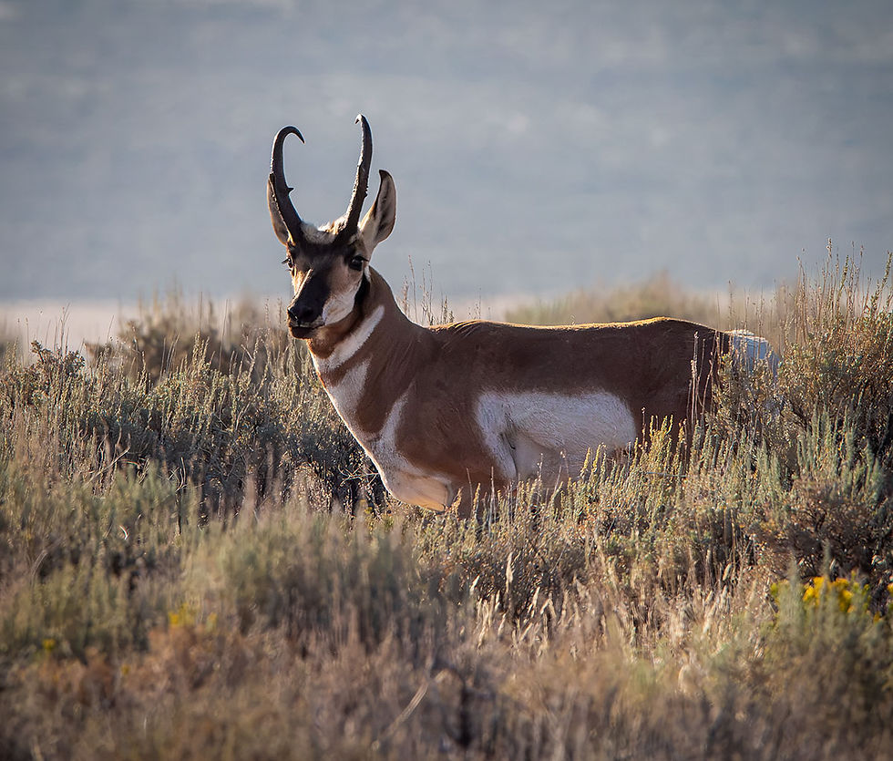 pronghorn antelope, Tracks by the Post 2026 no.23 the story in each photo, Hart Mountain National Antelope Refuge, www.egrettracks.com, www.fbphoto.com