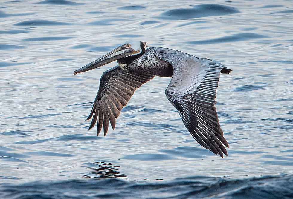 one brown pelican over water, Tracks by the Post 2026 no. 12 Brown Pelicans, www.egrettracks.com, www.fbphoto.com