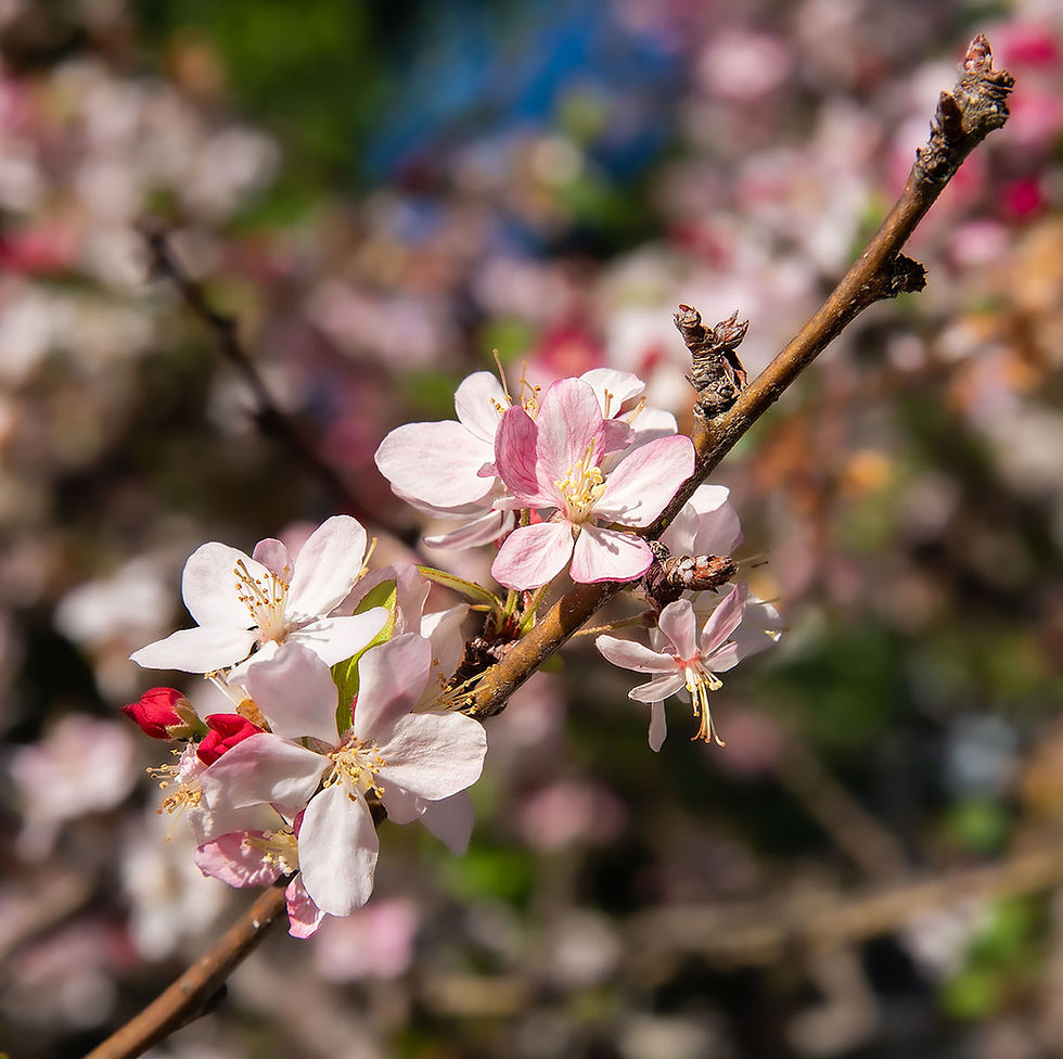 pink tree blossoms, Tracks by the Post 2026 no.9 springtime blooms, www.egrettracks.com, www.fbphoto.com