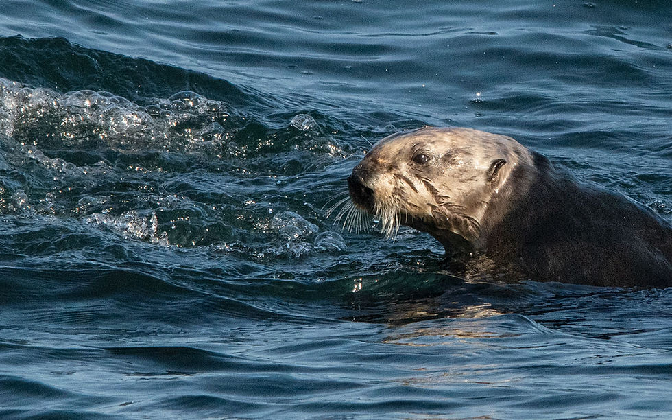 Sea Otter about to dive,Tracks by the Post 2026 no.11 Sea Otter, www.egrettracks.com, www.fbphoto.com, Leslie and Frank Bevans