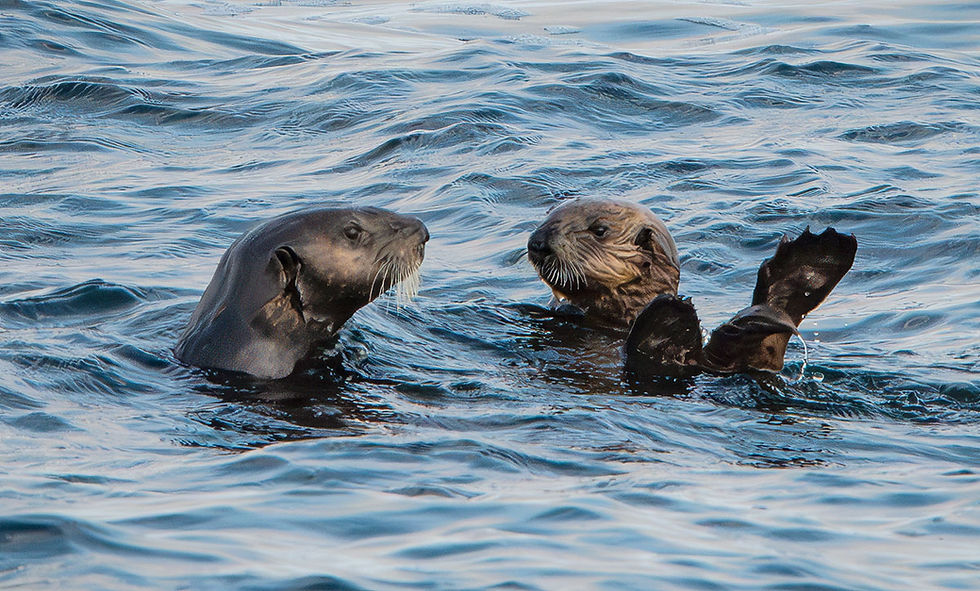Sea Otter Mom and Pup, Tracks by the Post 2026 no.11 Sea Otter, www.egrettracks.com, www.fbphoto.com, Leslie and Frank Bevans