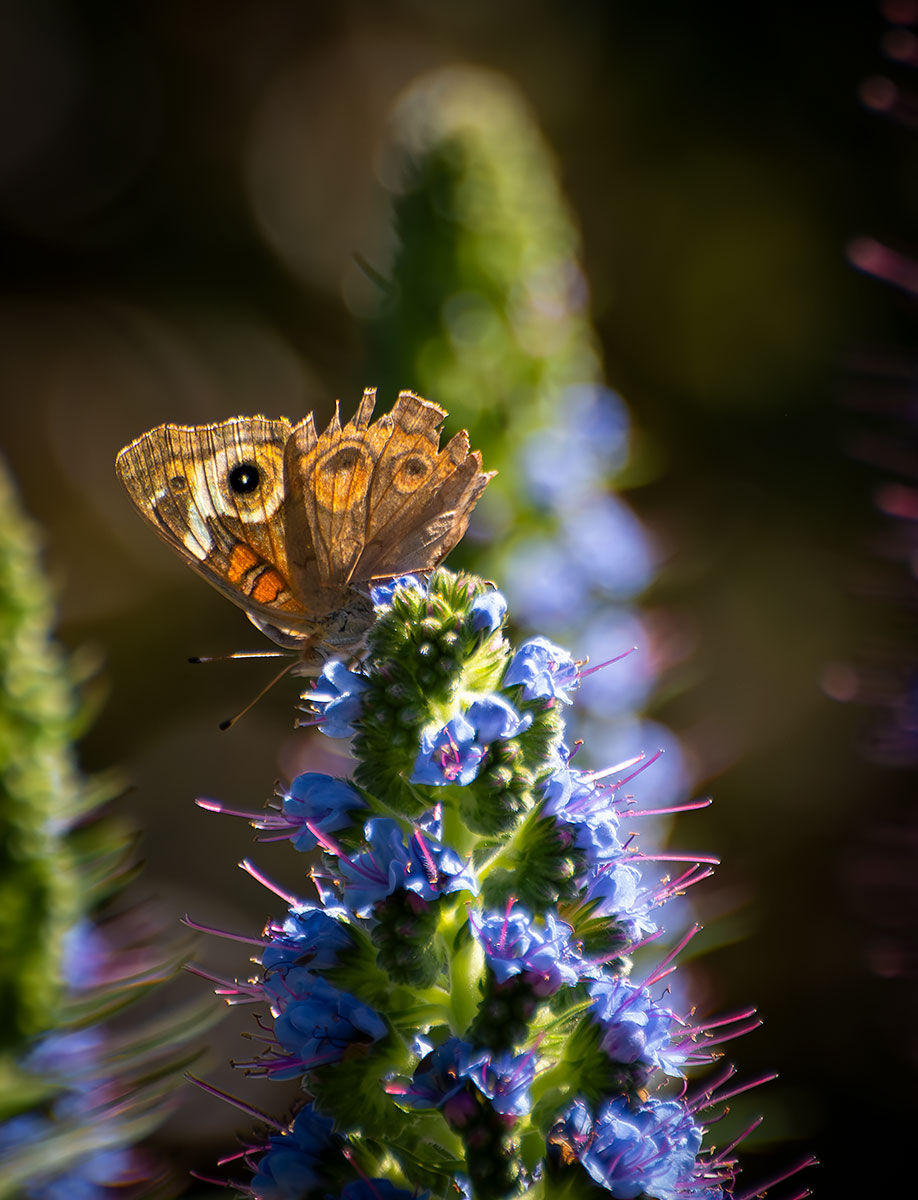 butterfly with tattered wing on blue bloom, Tracks by the Post 2026 no.9 springtime blooms, www.egrettracks.com, www.fbphoto.com