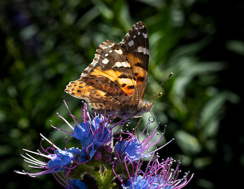 orange and black butterfly on blue bloom, Tracks by the Post 2026 no.9 springtime blooms, www.egrettracks.com, www.fbphoto.com