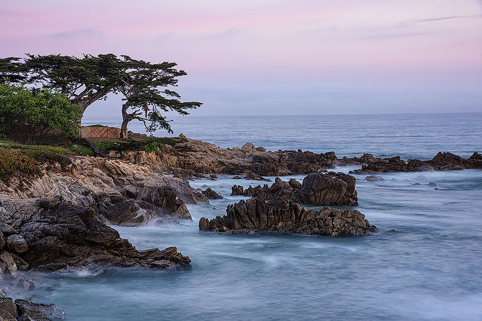 cypress trees near Lover's Point Pacific Grove, Tracks by the Post 2026 no.8 beach combing, www.egrettracks.com, www.fbphoto.com