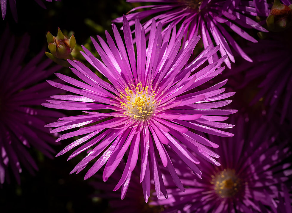 pink flower, Tracks by the Post 2026 no.9 springtime blooms, www.egrettracks.com, www.fbphoto.com