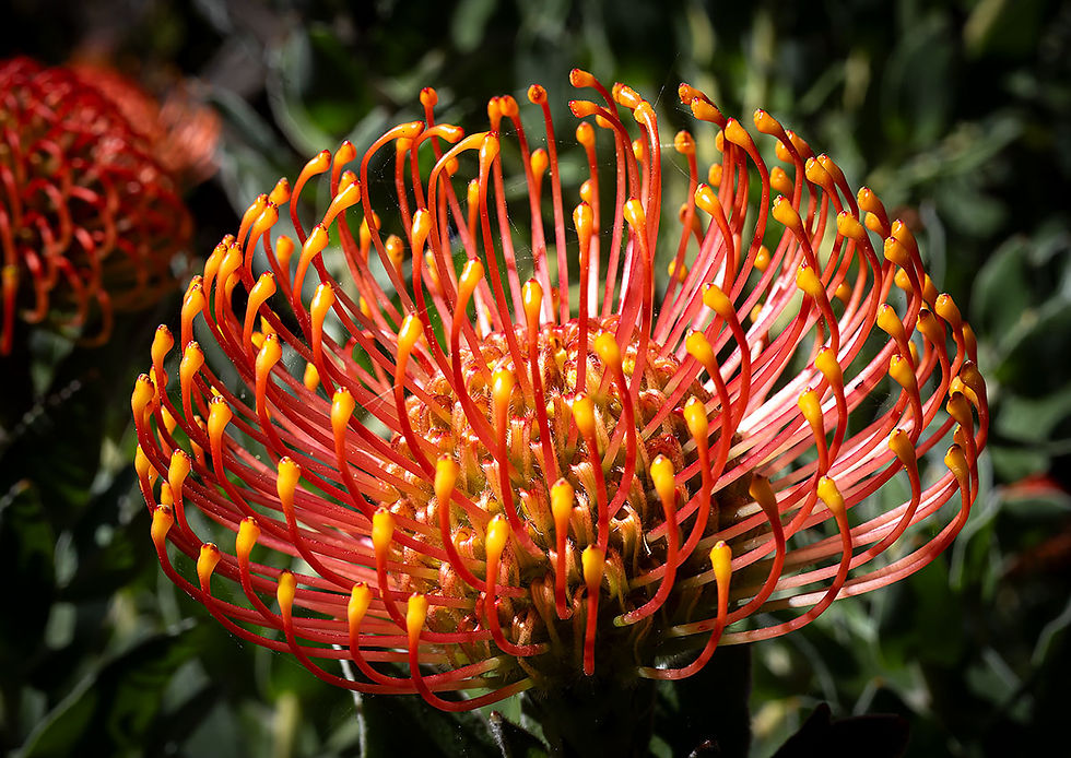 orange pin cushion flower, Tracks by the Post 2026 no.9 springtime blooms, www.egrettracks.com, www.fbphoto.com