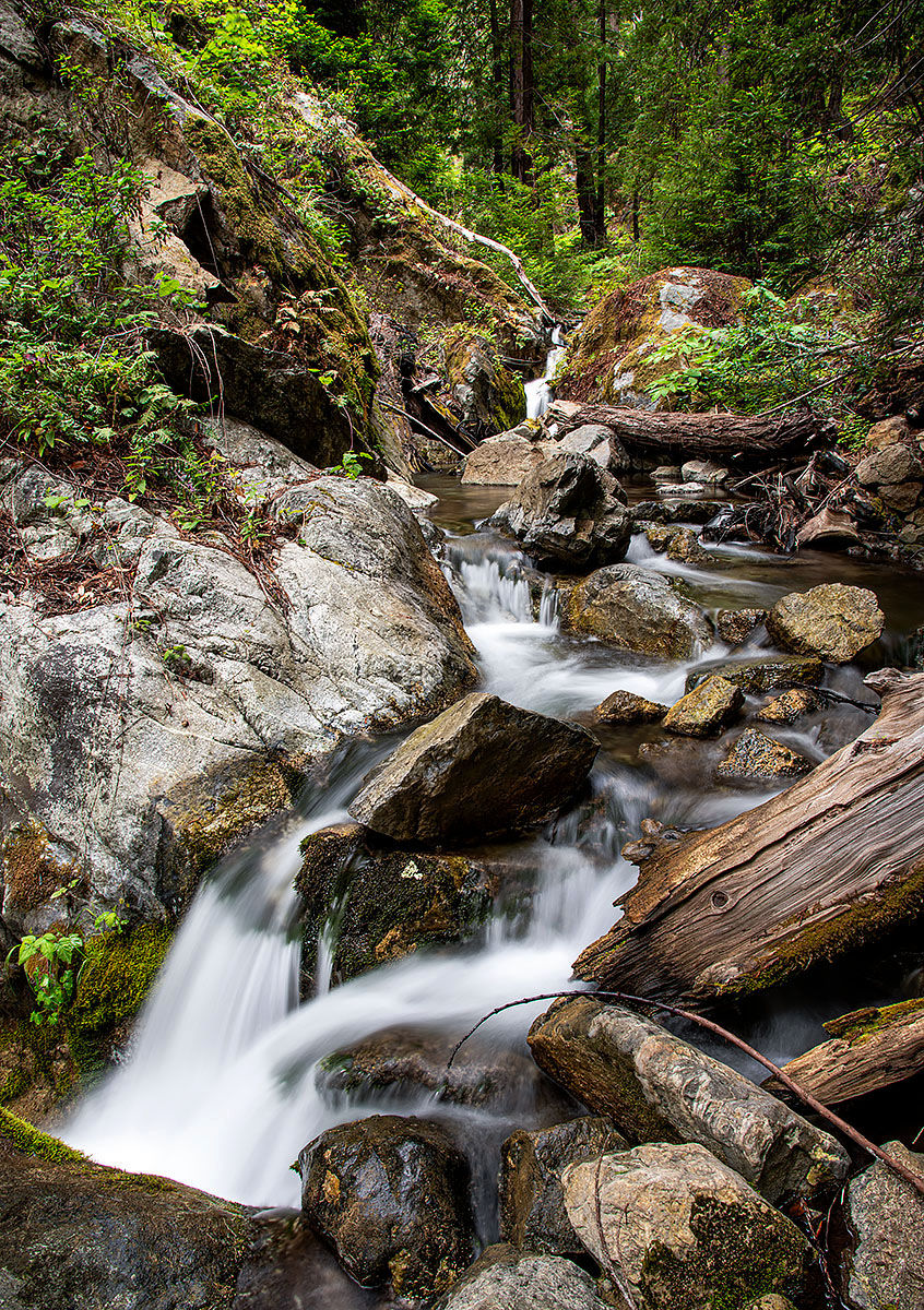forest stream falls, Tracks by the Post 2026 no.16 coastal forest, www.egrettracks.com, www.fbphoto.com, leslie bevans, frank bevans