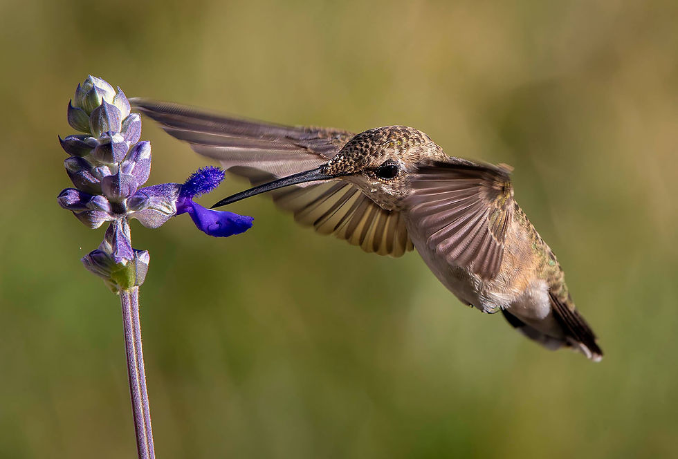 Hummingbird and lupine, Tracks by the Post 2026 no.20 flying through the garden, www.egrettracks.com, www.fbphoto.com, hummingbirds, nature conservancy