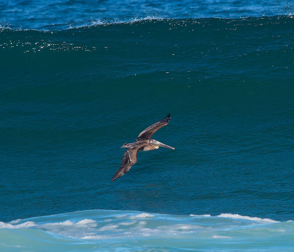 brown pelican flying against large green wave, Tracks by the Post 2026 no. 12 Brown Pelicans, www.egrettracks.com, www.fbphoto.com