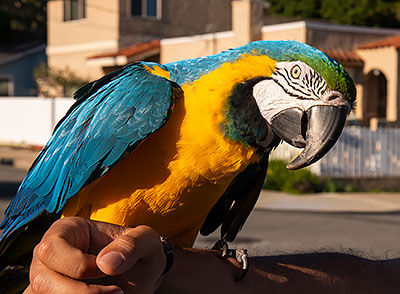 blue and gold macaw, Tracks by the Post 2026 no.9 springtime blooms, www.egrettracks.com, www.fbphoto.com