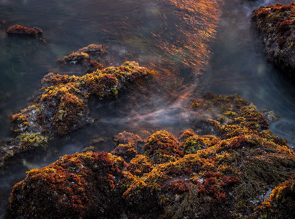 Tidal Pools Pacific Coast, Tracks by the Post 2026 no.11 Sea Otter, www.egrettracks.com, www.fbphoto.com, Leslie and Frank Bevans