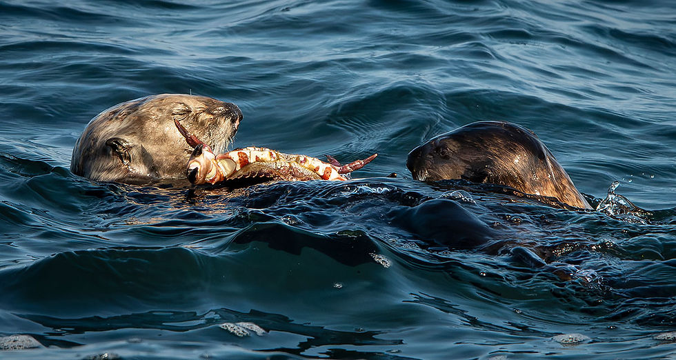 Sea Otter eating crab with pup, Tracks by the Post 2026 no.11 Sea Otter, www.egrettracks.com, www.fbphoto.com, Leslie and Frank Bevans