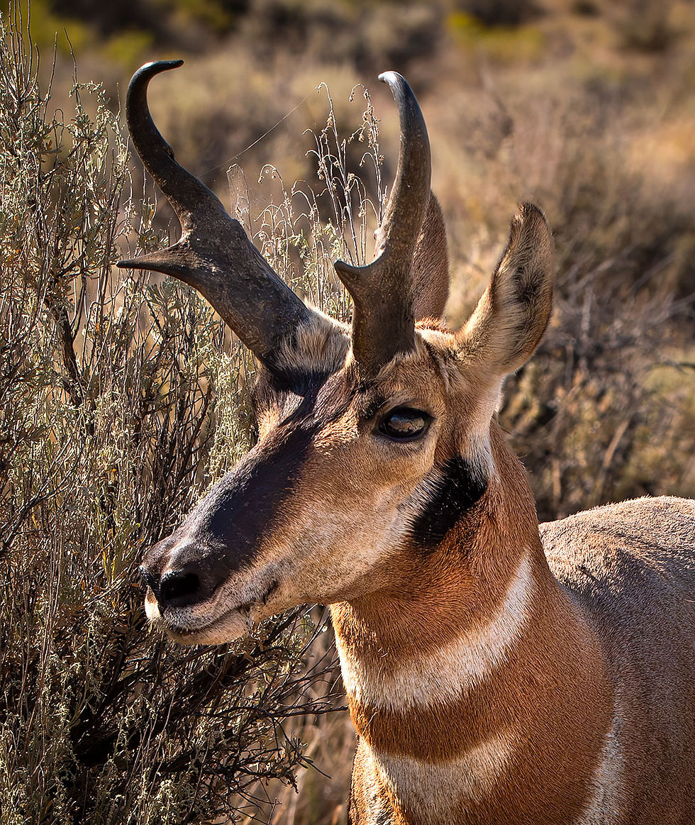 Pronghorn Portrait, Tracks by the Post 2026 no.23 the story in each photo, Hart Mountain National Antelope Refuge, www.egrettracks.com, www.fbphoto.com