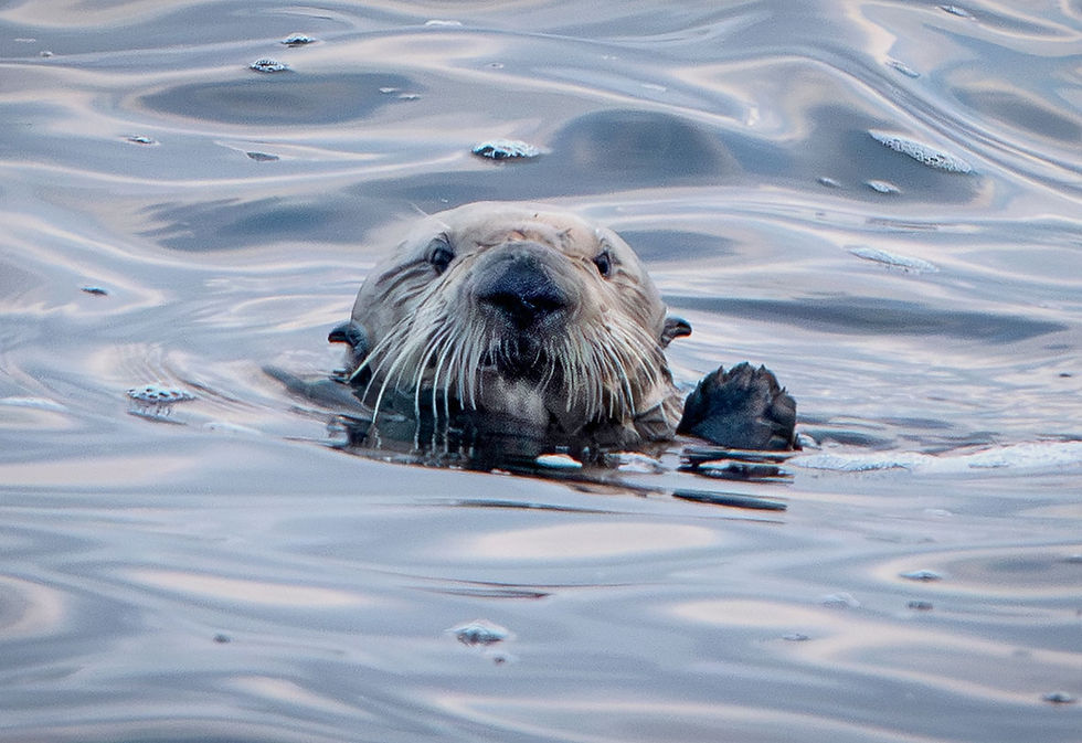 Sea Otter face in water, Tracks by the Post 2026 no.11 Sea Otter, www.egrettracks.com, www.fbphoto.com, Leslie and Frank Bevans