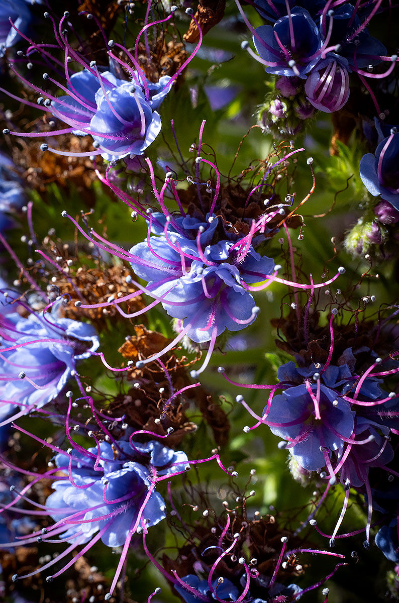 blue flowers, Tracks by the Post 2026 no.9 springtime blooms, www.egrettracks.com, www.fbphoto.com