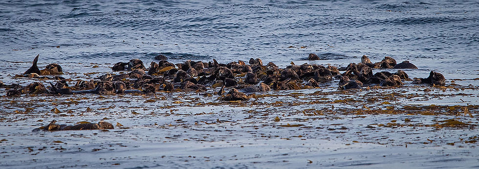 Raft of Sea Otters, Tracks by the Post 2026 no.11 Sea Otter, www.egrettracks.com, www.fbphoto.com, Leslie and Frank Bevans