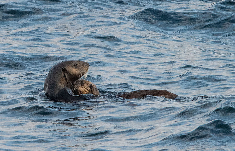 Mother Sea Otter and Pup, Tracks by the Post 2026 no.11 Sea Otter, www.egrettracks.com, www.fbphoto.com, Leslie and Frank Bevans